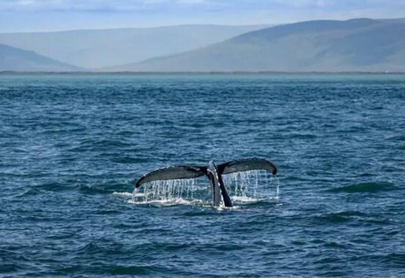 В Калифорнии два редких кита погибли под винтом эсминца ВМС Австралии