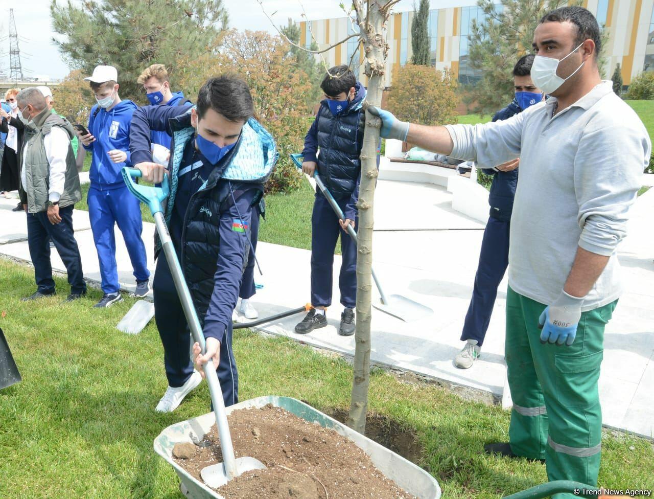 В преддверии 16-го чемпионата мира по аэробной гимнастике в Баку прошла акция по посадке деревьев