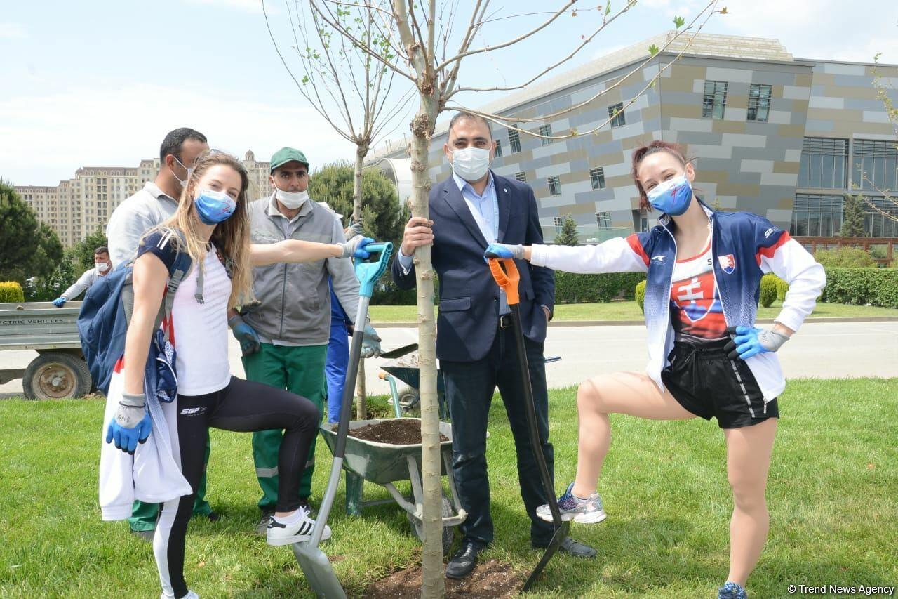В преддверии 16-го чемпионата мира по аэробной гимнастике в Баку прошла акция по посадке деревьев