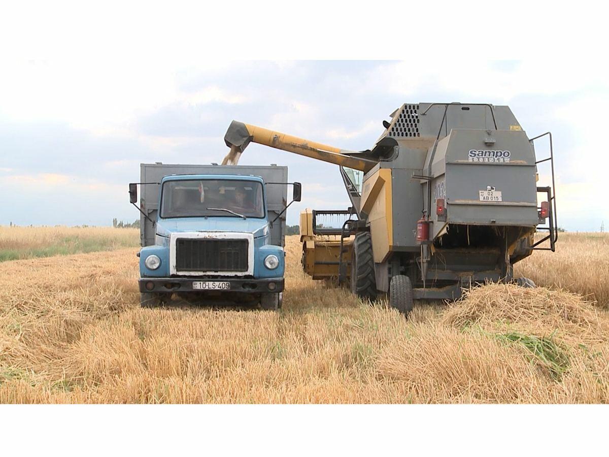 В Карабахе началась уборка зерновых