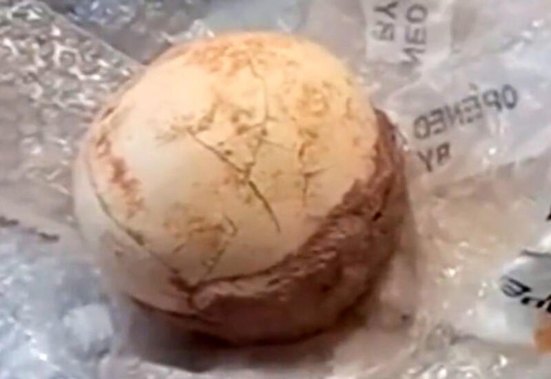 В Италии таможенники нашли яйцо динозавра в посылке