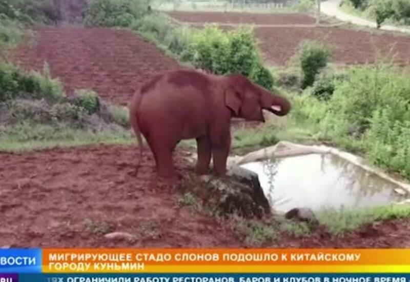 Слоны-разрушители нанесли Китаю ущерб на миллионы долларов
