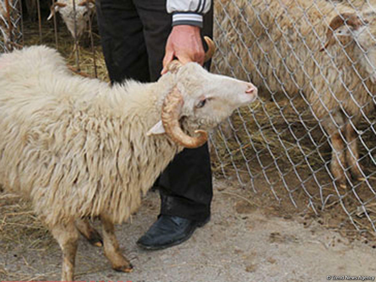 Qurbanlıq almaq istəyənlərin nəzərinə - BUNU HAMI BİLMƏLİDİR - Vimarsana News
