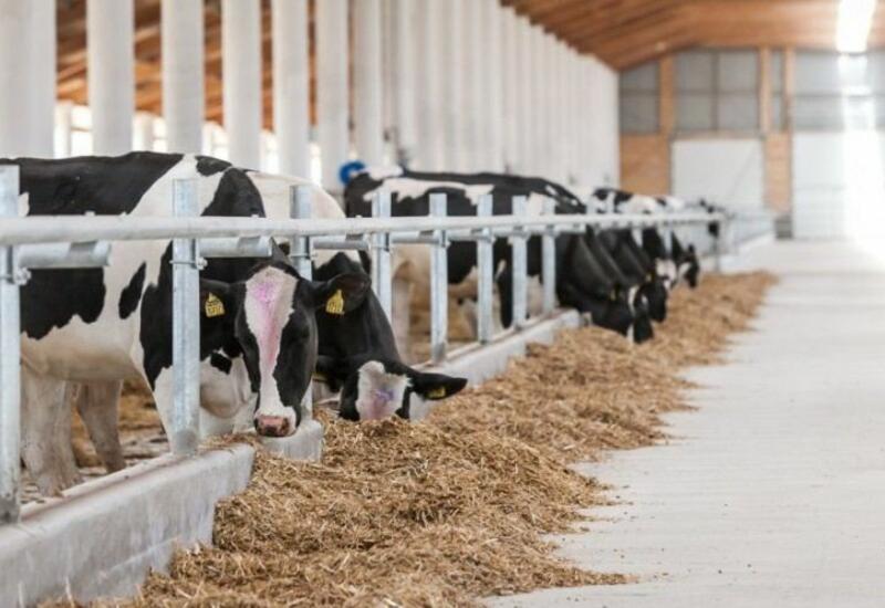 Сняты ограничения на экспорт этих продуктов из Азербайджана в Турцию