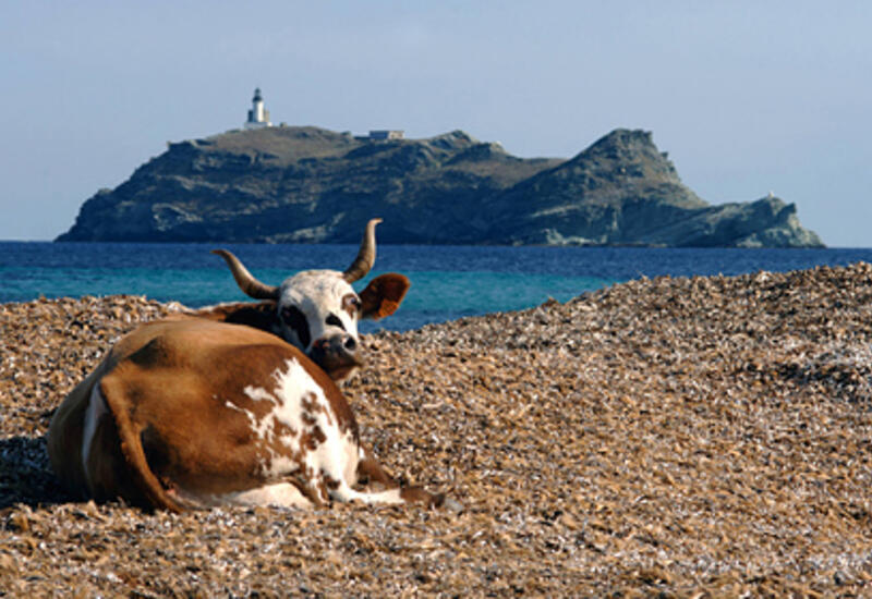 Дикие коровы заполонили пляжные курорты Франции и распугали туристов