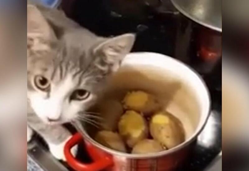 Ты не ты, когда голоден: кот объелся картошки на глазах у хозяйки