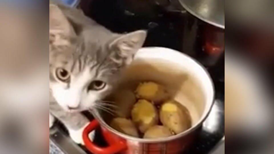 Pets Grams