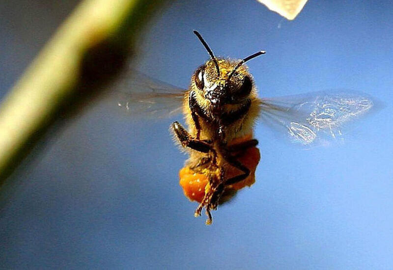 Пчёлы напали на футболистов в Боливии