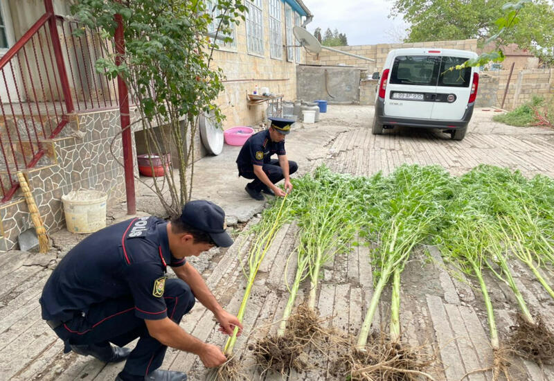 Ağsu sakininin həyətində 85 kiloqramdan artıq narkotik aşkarlanıb