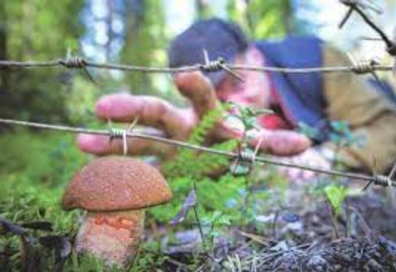 Россияне начали бронировать найденные ими грибы