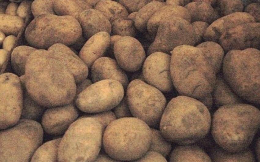В картофеле из Ирана и России обнаружены вредители