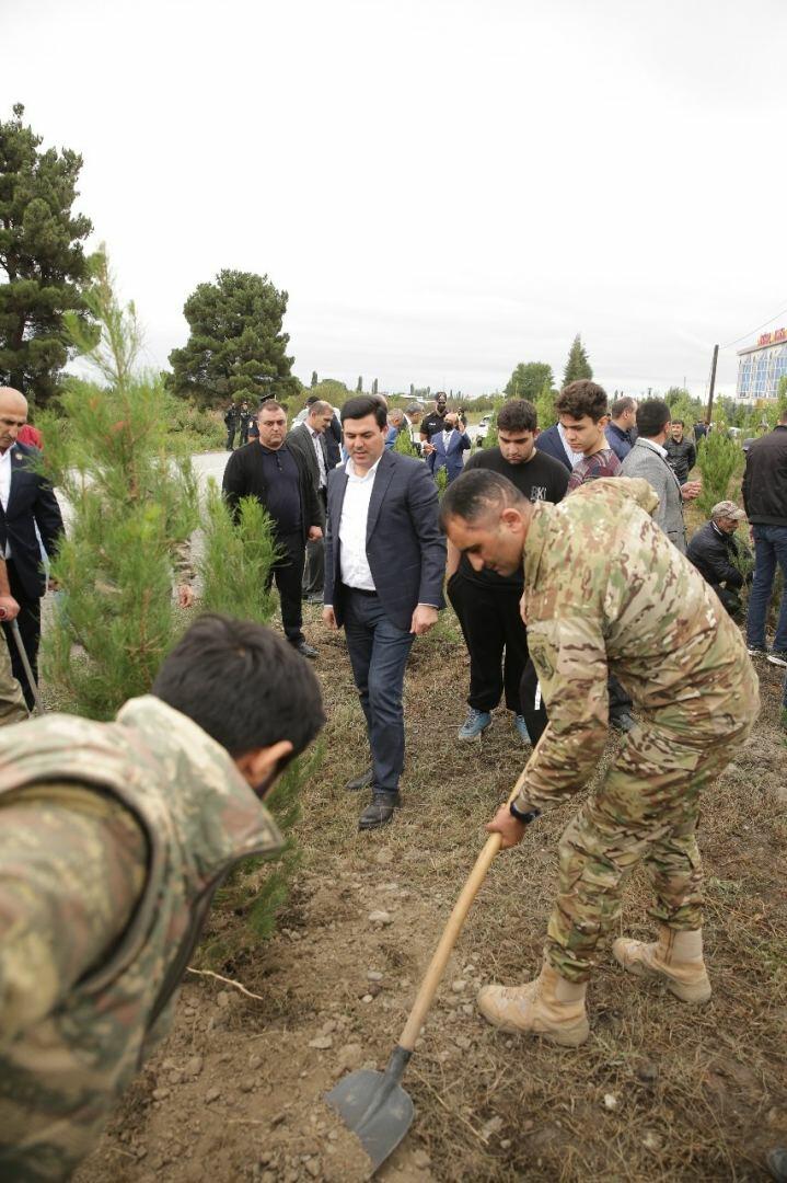 Xaçmazda yaşıllıq aksiyasına start verilib