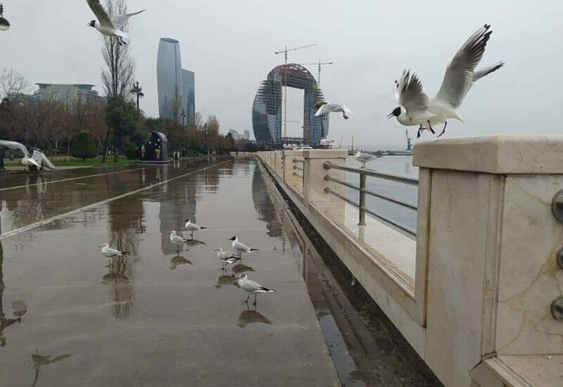 В Азербайджане прогнозируются грозовые дожди