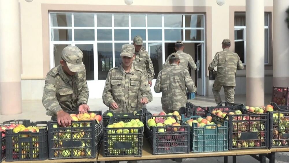 Фермеры Джульфинского района отправили военнослужащим более 1200 килограммов яблок