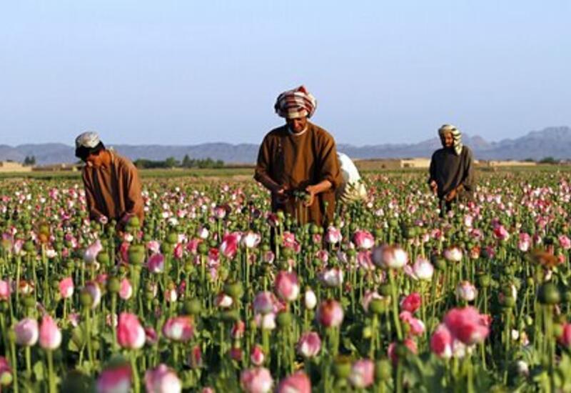 Стало известно о стремительном росте цен на наркотики в Афганистане