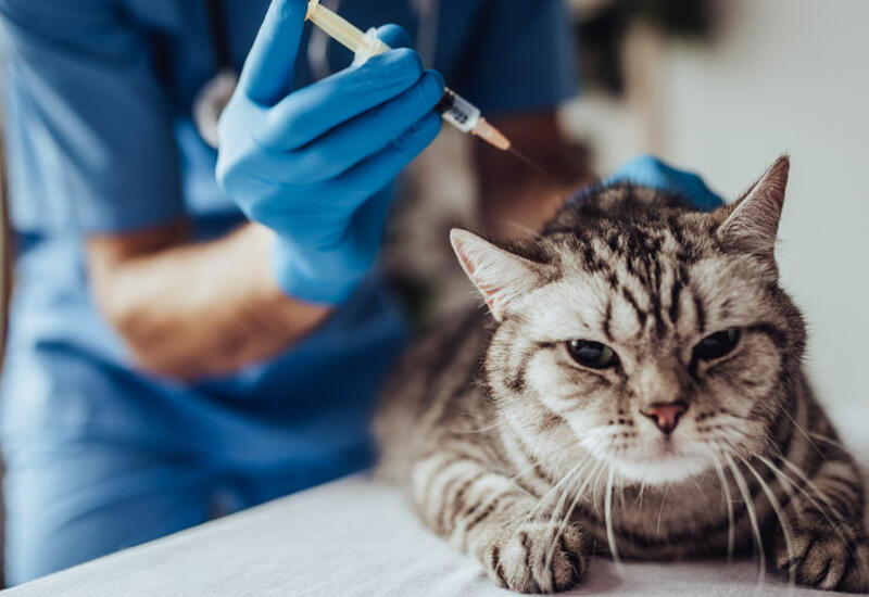 В Казахстане разработали ветеринарную вакцину от коронавируса для кошек