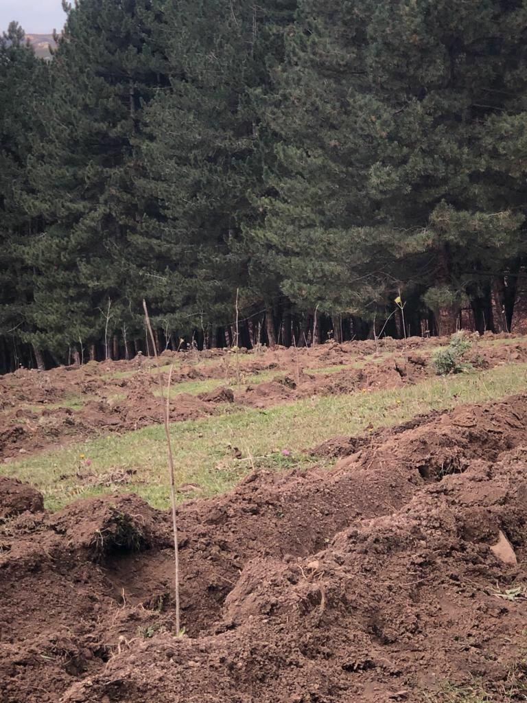 В рамках "Зеленого марафона" в Агдаше посажено 2,5 тыс. деревьев
