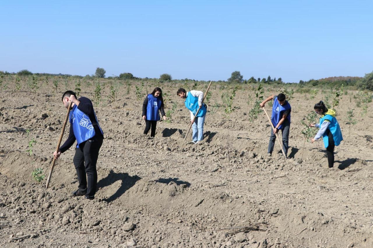В рамках "Зеленого марафона" в Агдаше посажено 2,5 тыс. деревьев