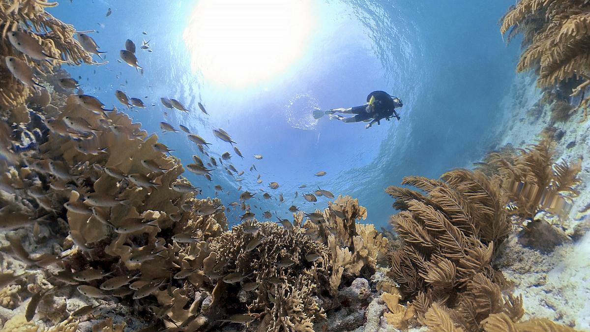 Coral video. Исчезновение коралловые рифы. Вымирание кораллов. Вымершие кораллы. Редкие кораллы вымирание.