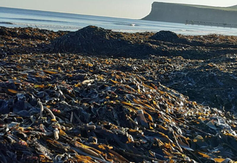 На английских пляжах нашли тысячи погибших загадочным образом морских существ