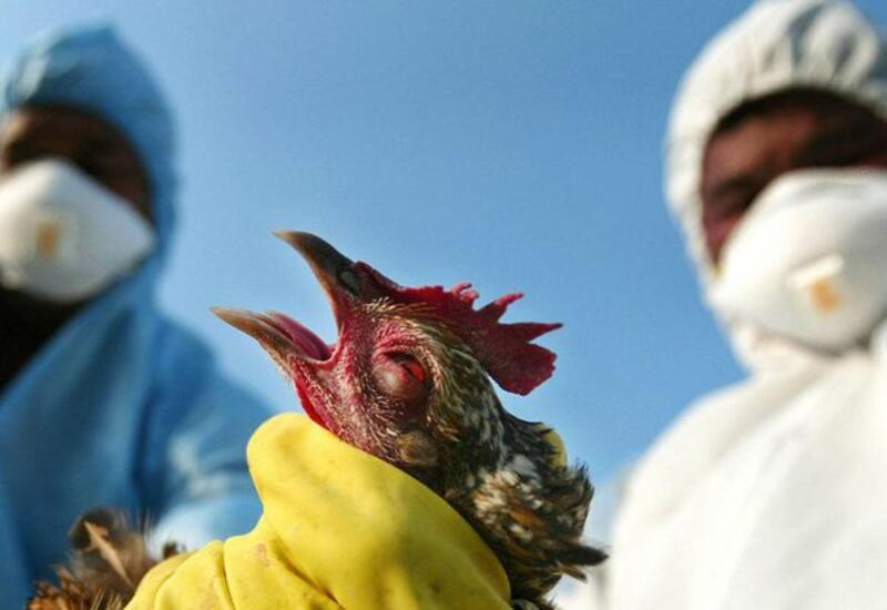 В Германии зафиксировали вспышку птичьего гриппа