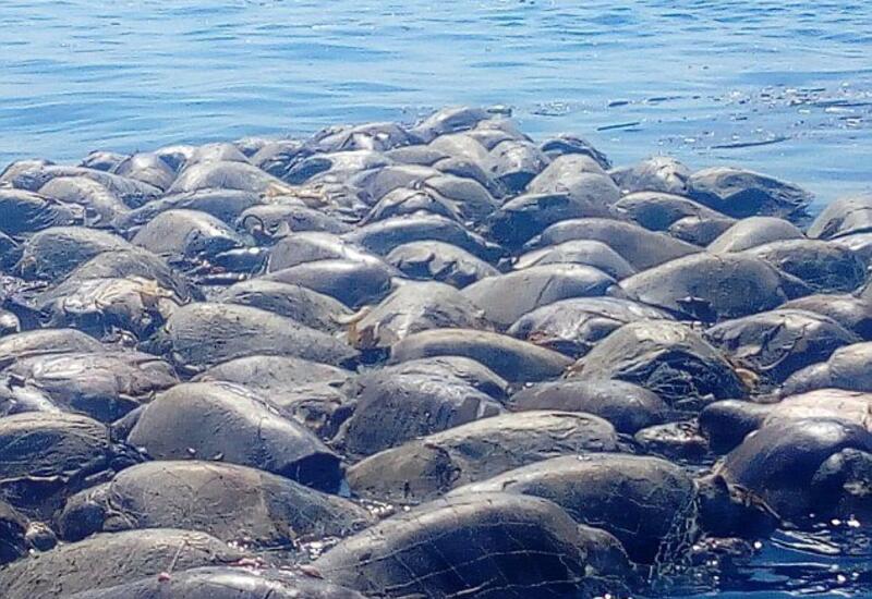 Сотни редких морских черепах нашли мертвыми на пляже в Мексике