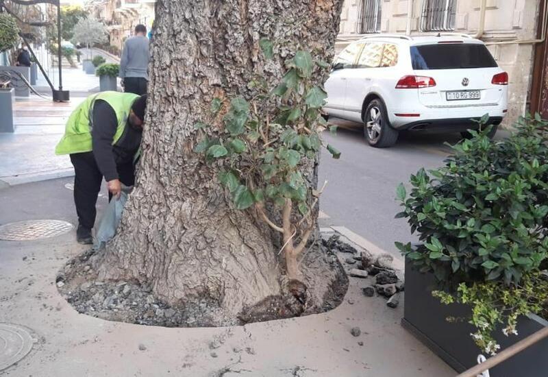 Nəsimi rayonunda ağacın dibi betondan təmizlənib