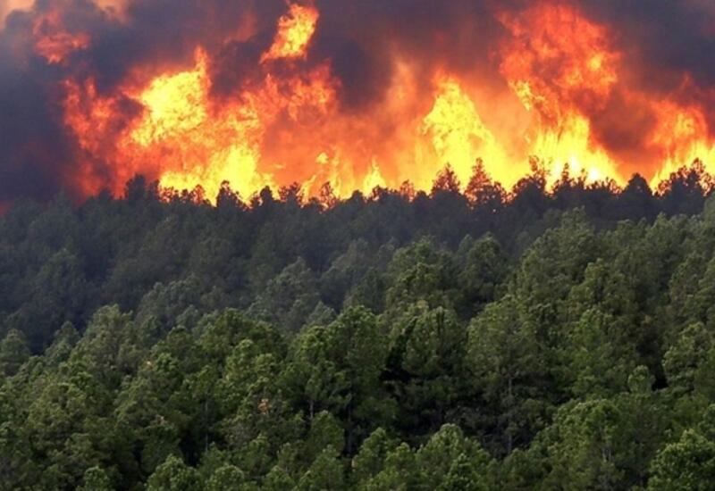 В Грузии горит лес