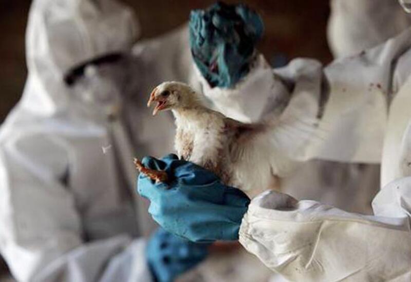В Южной Корее выявили очаг птичьего гриппа
