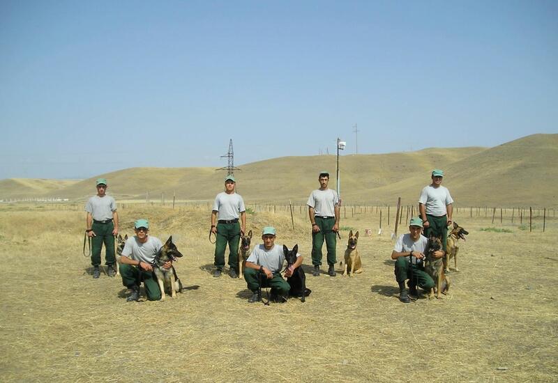 США подарят Азербайджану еще 30 собак-миноискателей