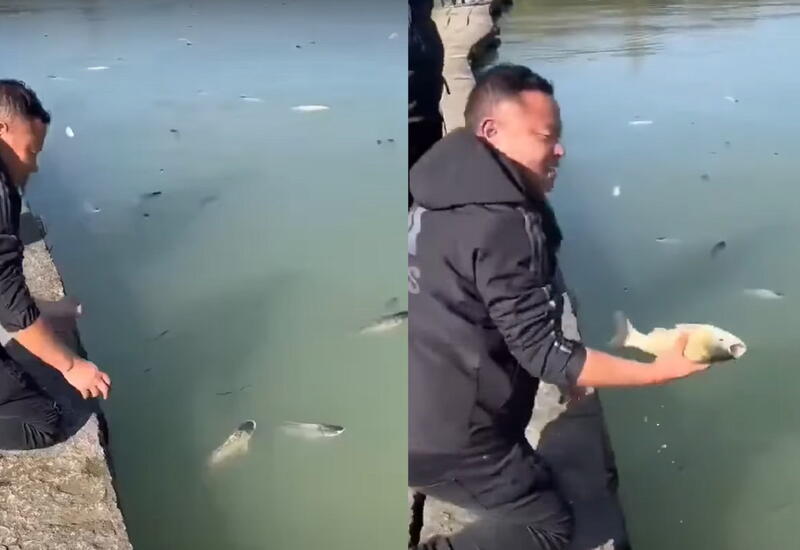 Тысячи рыб напились вина и всплыли на поверхность озера