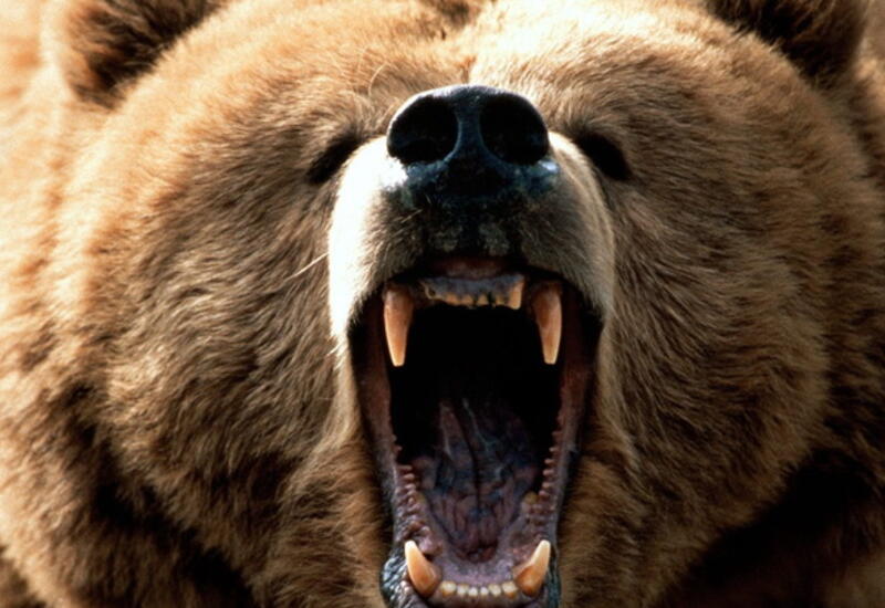 В России медведь вышел в крупный город и ранил двух человек