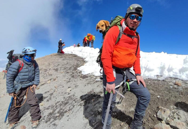 Туристы забрались на высочайшую вершину Мексики ради спасения бездомной собаки