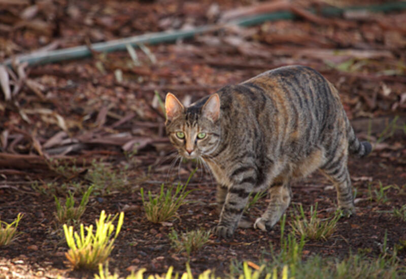 В Австралии диких кошек начали травить ядом в их жертвах
