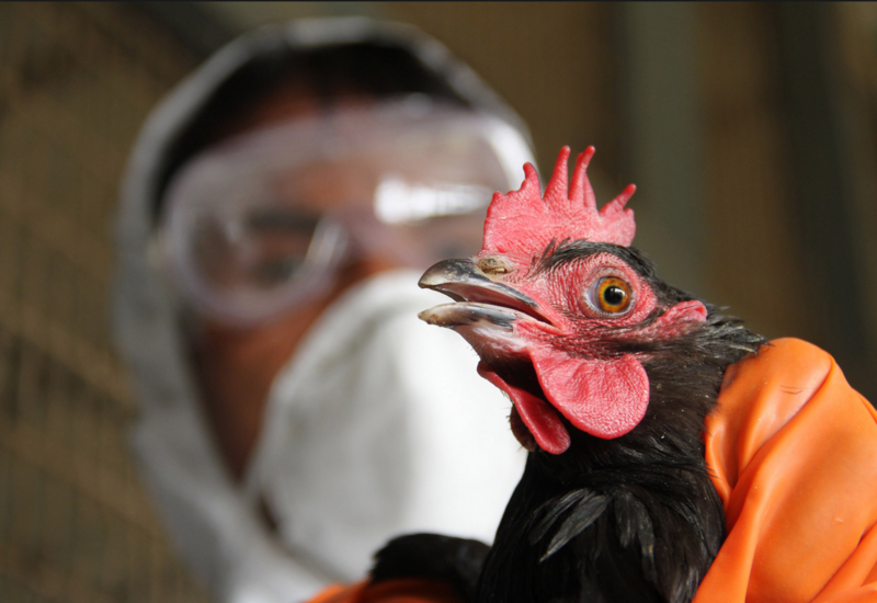 В Японии уничтожили 67 тыс. кур из-за вспышки птичьего гриппа