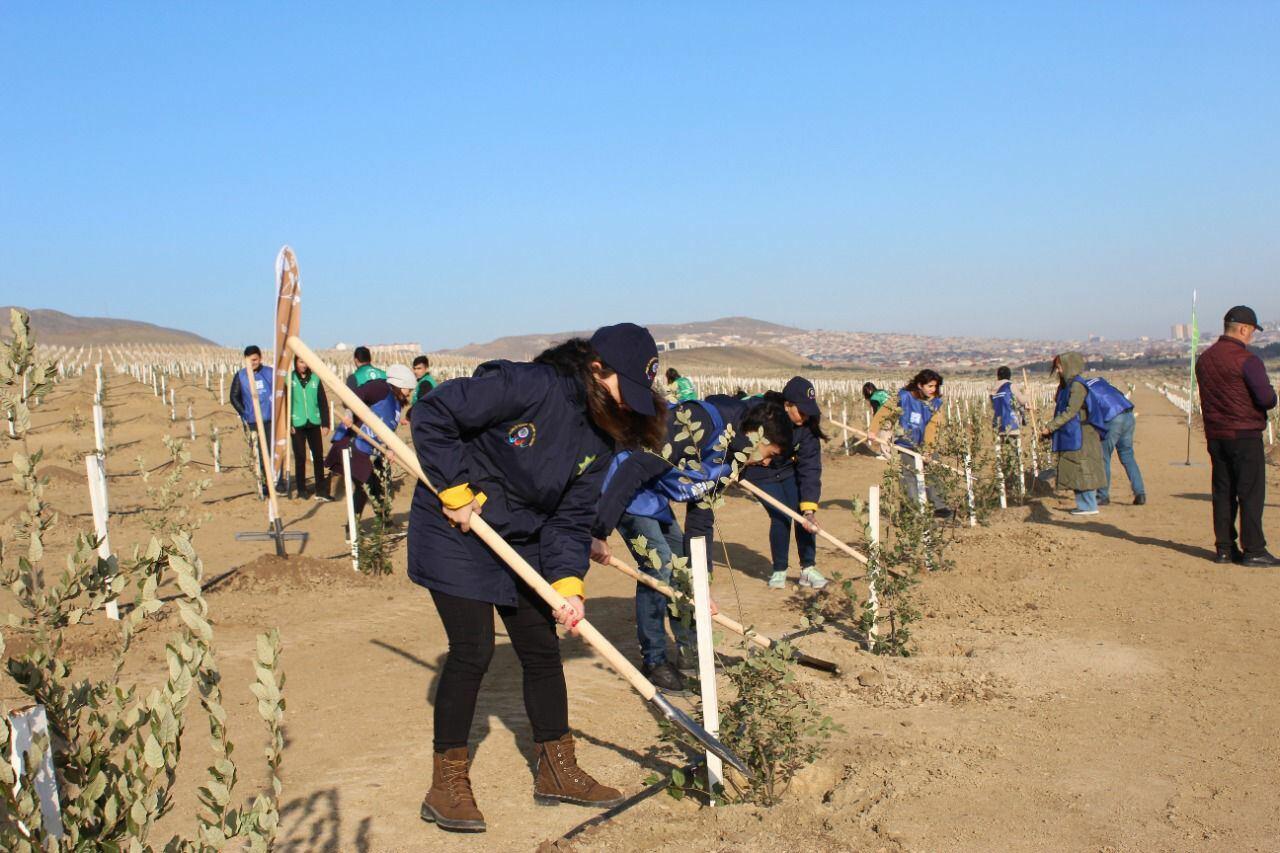 В Азербайджане продолжаются акции по посадке деревьев