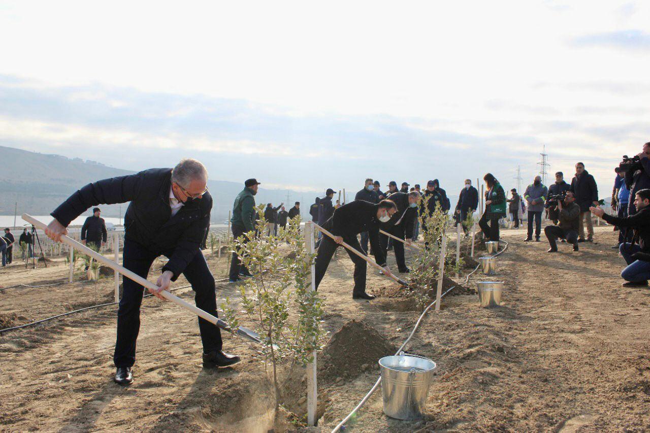 В Азербайджане продолжаются акции по посадке деревьев