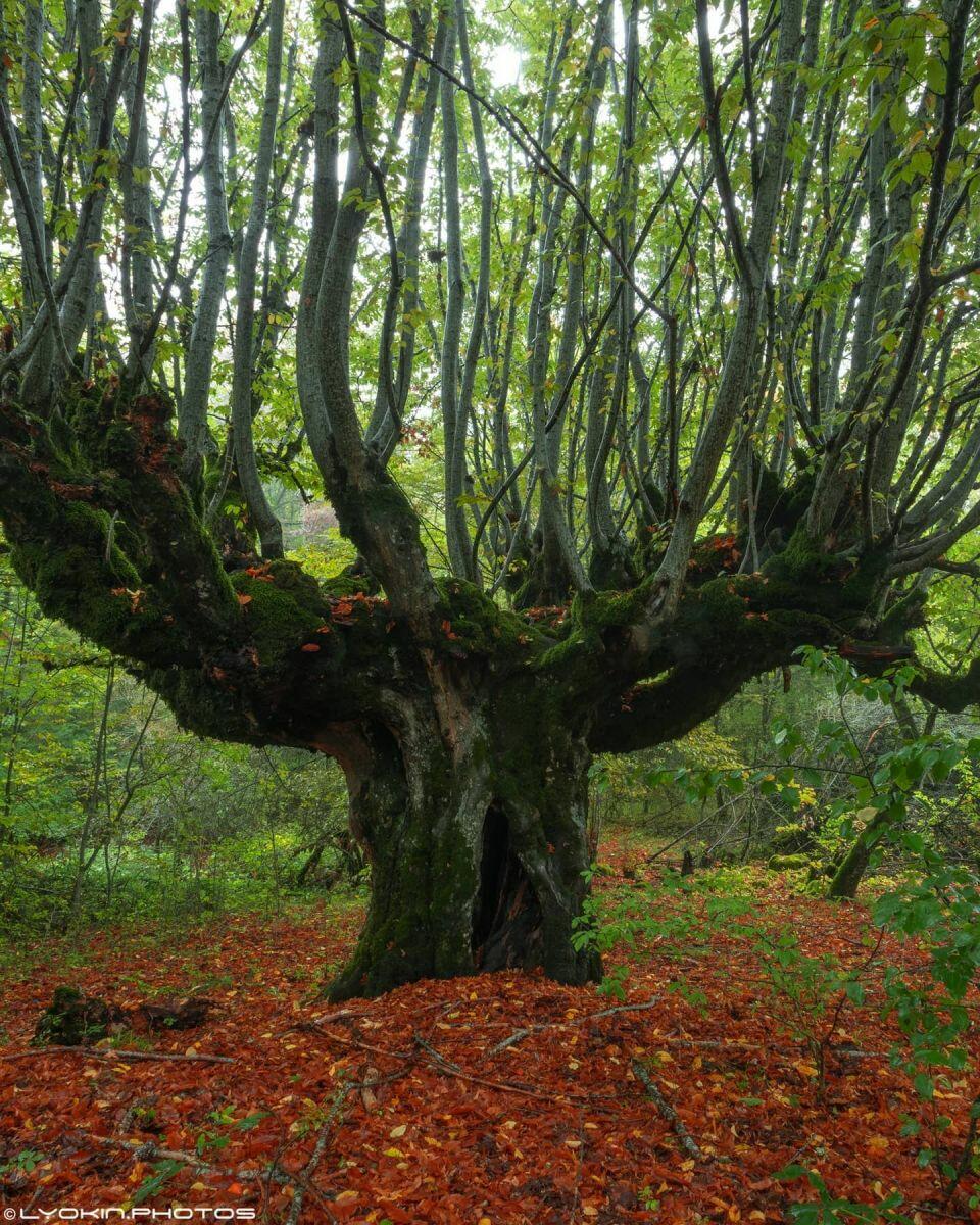 Многолетнее дерево в Шамахе в три разных сезона года