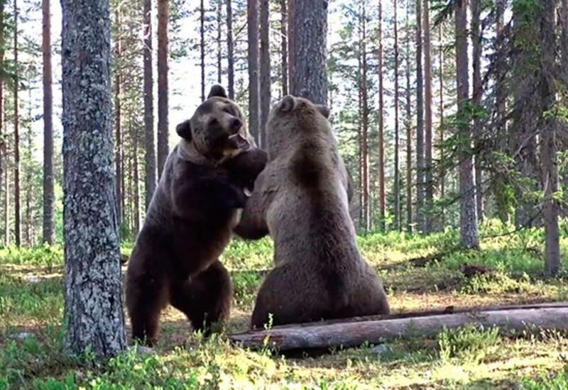 Мускулистый медведь