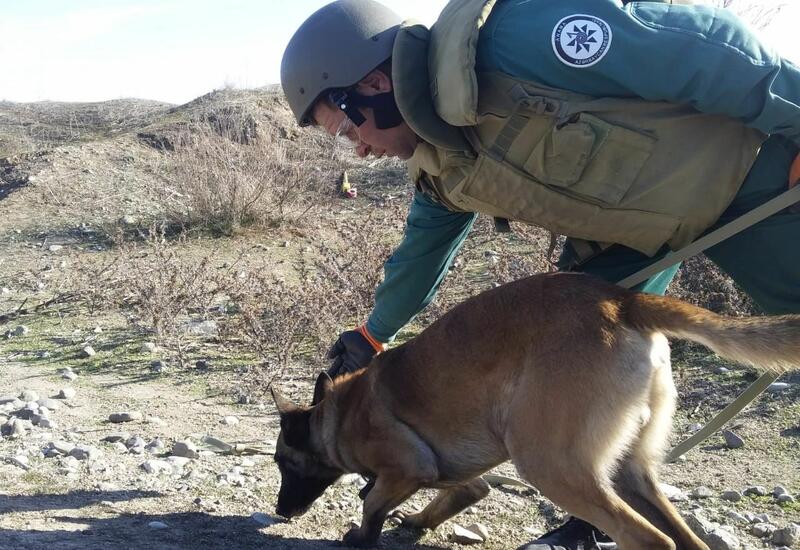 В Азербайджан доставят собак-миноискателей и оборудование по разминированию