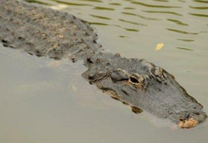 Крокодил из зоопарка, скатывающийся с водяной горки, умилил соцсети