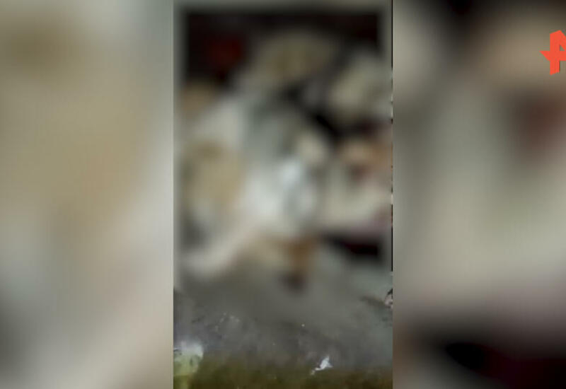 Живодеры хладнокровно зарубили десяток собак в России
