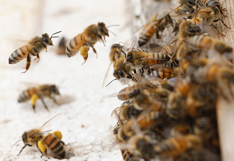 Британцы поселили пчел в жилые дома