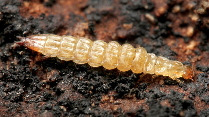 Неизвестные науке прыжки личинок жука-короеда