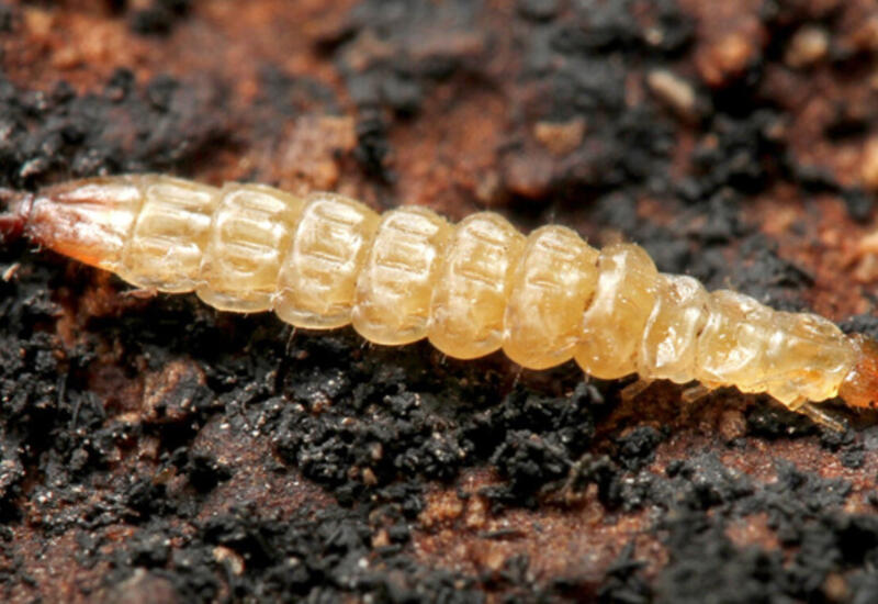 Неизвестные науке прыжки личинок жука-короеда