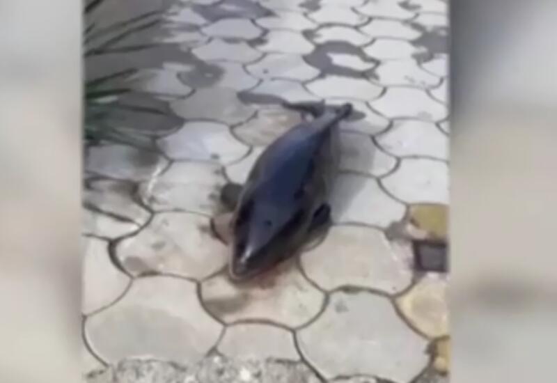 После пятибалльного шторма, мертвого дельфина выбросило на берег
