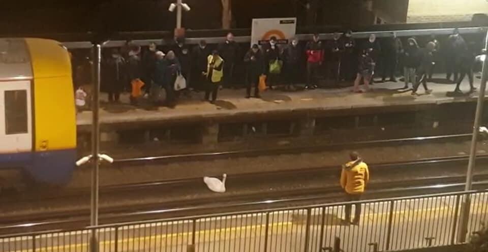 Лебедь остановил работу метро в Лондоне