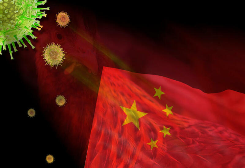 Чем угрожает миру вспышка птичьего гриппа в Китае
