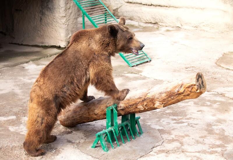 Медведь из бакинского зоопарка пощадил малолетнию девочку