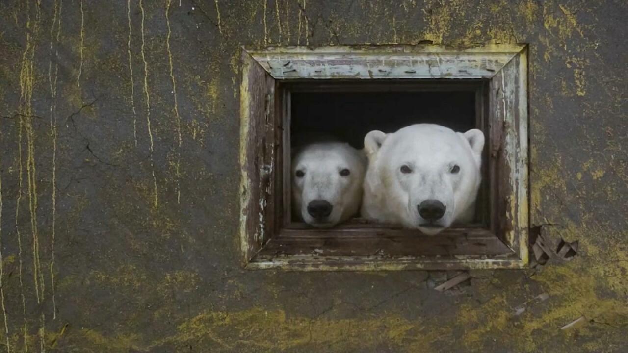 Российский фотограф застал медведей на метеостанции